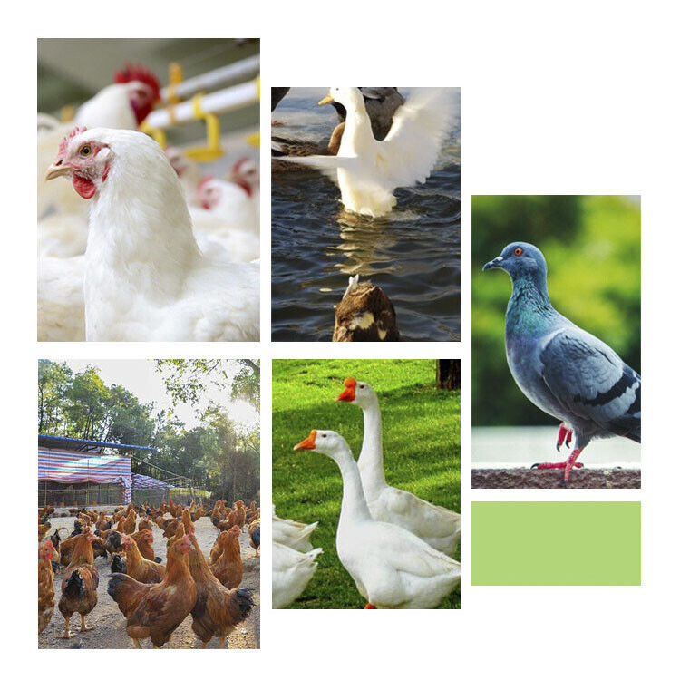 Automatic Chicken Bird Chook Poultry Feeder Drinker Chicken Poultry Waterer